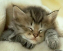 le sommeil du chat