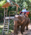 Eléphant à Koh Lanta