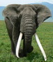 Elephant - Cratère du Ngorongoro - Eric_M