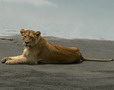 Lionne - Crat�re du Ngorongoro - Eric_M