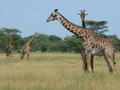 Girafes - Parc du Serengeti - Eric_M