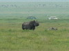 3. Rhinocros - Cratre du Ngorongoro - Eric_M