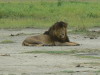 4. Lion - Cratre du Ngorongoro - Eric_M