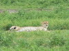 5. Gupard - Cratre du Ngorongoro - Eric_M