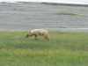 6. Chacal - Cratre du Ngorongoro - Eric_M