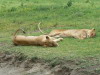 7. Lionnes - Cratre du Ngorongoro - Eric_M