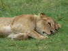 8. Lionne - Cratre du Ngorongoro - Eric_M