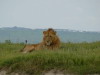 9. Lion - Cratre du Ngorongoro - Eric_M