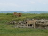 10. Lion et lionne - Cratre du Ngorongoro - Eric_M