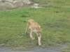 11. Lionne - Cratre du Ngorongoro - Eric_M