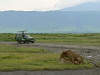 12. Lion et lionne - Cratre du Ngorongoro - Eric_M