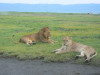 13. Lion et lionne - Cratre du Ngorongoro - Eric_M