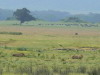 16. Lions - Cratre du Ngorongoro - Eric_M