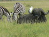 18. Zbres et buffle - Cratre du Ngorongoro - Eric_M