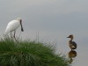 19. Spatule blanche (hron) et canard - Cratre du Ngorongoro - Eric_M