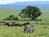 22. Zbres et gnous - Cratre du Ngorongoro - Eric_M