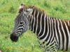 23. Zbre - Cratre du Ngorongoro - Eric_M