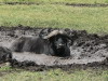 24. Buffle - Cratre du Ngorongoro - Eric_M