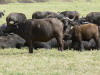 25. Bb buffle qui tte - Cratre du Ngorongoro - Eric_M