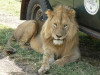 '26. Lion  l ombre d'un 4x4 - Cratre du Ngorongoro - Eric_M