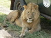 '26. Lion  l ombre d'un 4x4 - Cratre du Ngorongoro - Eric_M