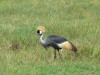 27. Grue couronne - Cratre du Ngorongoro - Eric_M