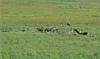 29. Marabouts, vautours et hynes - Cratre du Ngorongoro - Eric_M