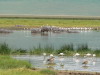 30. Oies, flamants roses et hippopotames - Cratre du Ngorongoro - Eric_M