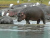 31. Hippopotames - Cratre du Ngorongoro - Eric_M