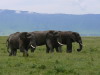32. Elphants - Cratre du Ngorongoro - Eric_M