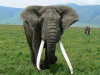 34. Elphant - Cratre du Ngorongoro - Eric_M