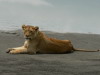 38. Lionne - Cratre du Ngorongoro - Eric_M