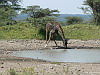 44. Girafe - Ngorongoro - Eric_M