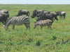 45. Zbres et gnous - Ngorongoro - Eric_M