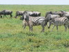 46. Bb zbre qui tte - Ngorongoro - Eric_M