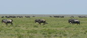 47. La migration des gnous - Ngorongoro - Eric_M