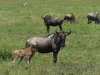 48. Gnou et son bb - Ngorongoro - Eric_M