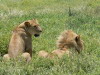 50. Lionne et lion - Ngorongoro - Eric_M