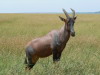 51. Topi (damalisque) - Serengeti - Eric_M