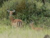 52. Impala femelle et son petit - Serengeti - Eric_M