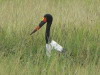 60. Jabiru - Serengeti - Eric_M