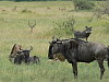 61. Gnous, impalas et phacochre - Serengeti - Eric_M