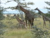 67. Girafes - Serengeti - Eric_M