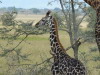 68. Girafon - Serengeti - Eric_M