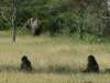 73. Babouins et lphanteau - Serengeti - Eric_M