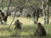 74. Babouins et lphants - Serengeti - Eric_M
