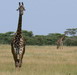 76. Girafes - Serengeti - Eric_M