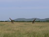 77. Girafes - Serengeti - Eric_M