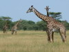 78. Girafes - Serengeti - Eric_M