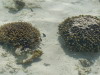 96. Rcif de corail - Cte est de Zanzibar - Eric_M